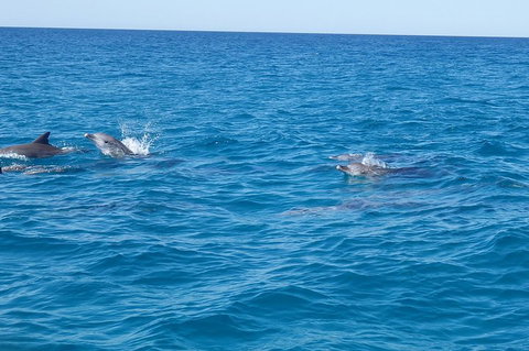Noosa Wild Dolphin Safari - Lismore Accommodation 4