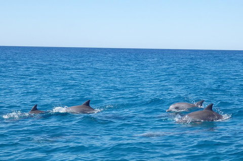 Noosa Wild Dolphin Safari - Lismore Accommodation 5