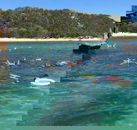 All Inclusive Dolphin and Tangalooma Wrecks Cruise - Lismore Accommodation