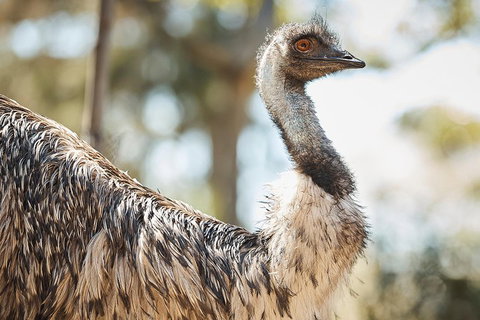 Sydney Taronga Zoo General Entry Ticket - Lismore Accommodation 4