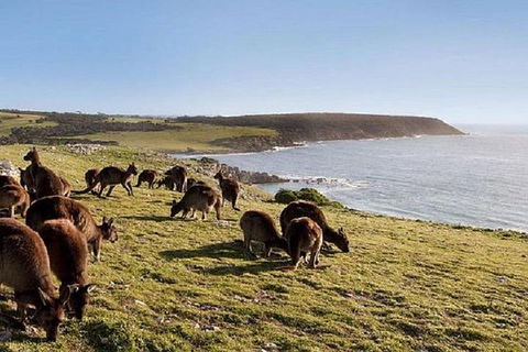 Kangaroo Island Personal Group Tours - Lismore Accommodation 0