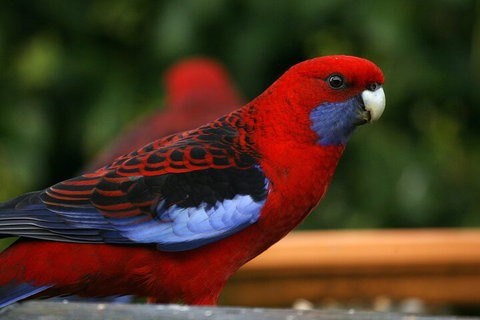 LGBT+ Friendly 2 Day Private Tour Great Ocean Road + Phillip Island - Lismore Accommodation 3