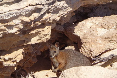 Shipwreck Special Full Day Tour Of The Abrolhos Islands - Lismore Accommodation 4