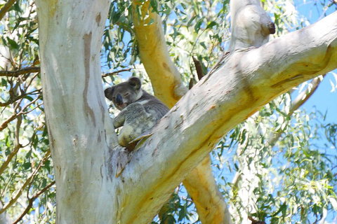 Best Of Moreton Bay Cruise - Lismore Accommodation 2