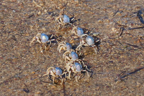 Best Of Moreton Bay Cruise - Lismore Accommodation 3