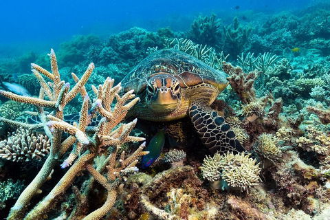 Great Barrier Reef Day Cruise From Cairns Including Snorkeling And Marine Biologist Presentation - Lismore Accommodation 4