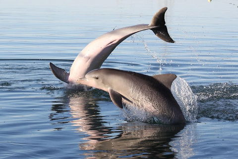 Kayak Tour In Adelaide Dolphin Sanctuary - Lismore Accommodation 5