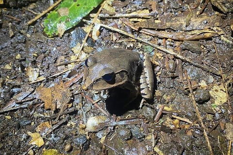 Evening Rainforest & Glow Worm Experience - Lismore Accommodation 1