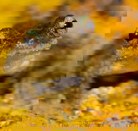 Daintree and Cape Tribulation Full Day Guided Tour - Lismore Accommodation