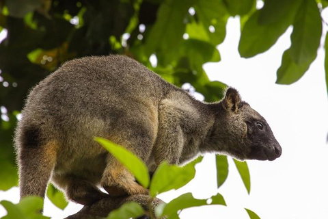 Cairns & Port Douglas All-Inclusive 7 Days Touring Package - Lismore Accommodation 3