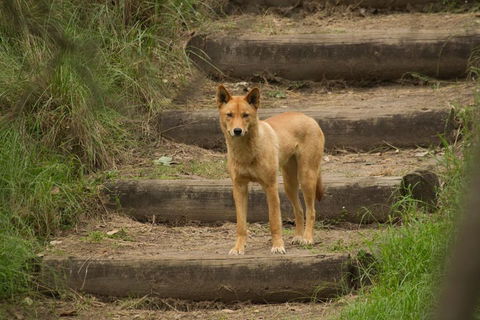 Blue Mountains Small-Group Insider Tour From Sydney - Lismore Accommodation 3