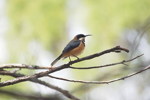 Private Blue Mountains Insider Tour From Sydney - Lismore Accommodation 2