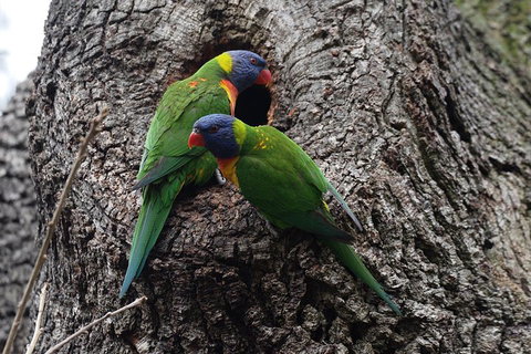 Private Blue Mountains Insider Tour From Sydney - Lismore Accommodation 3