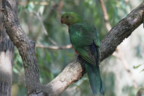 Private Blue Mountains Insider Tour From Sydney - Lismore Accommodation 5