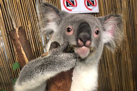 Kuranda Tour Deluxe Course With Kuranda 3 Zoos Or Free Course - Lismore Accommodation 0