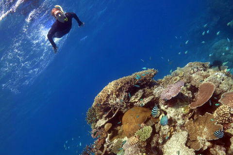 Silverswift Outer Great Barrier Reef Dive And Snorkel Cruise From Cairns - Lismore Accommodation 3