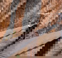 Chillagoe Caves and Outback Day Trip from Cairns - Lismore Accommodation