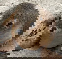 Kangaroo Island Scenic Trail Tour - Lismore Accommodation