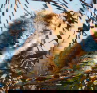 2-Hour Koala Walking Tour in Kangaroo Island - Lismore Accommodation