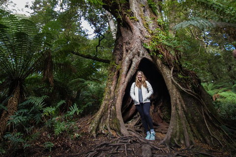 Great Ocean Road Small-Group Ecotour From Melbourne - Lismore Accommodation 4
