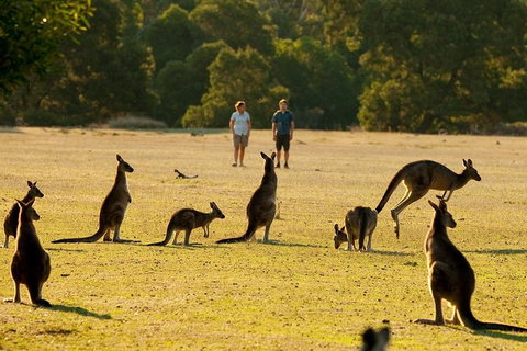 Grampians National Park Small-Group Eco Tour From Melbourne - Lismore Accommodation 4