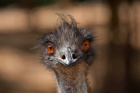 Currumbin Wildlife Sanctuary General Entry Ticket - Lismore Accommodation 0