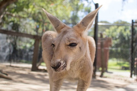 Currumbin Wildlife Sanctuary General Entry Ticket - Lismore Accommodation 2