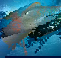 Great Barrier Reef Snorkeling and Diving Cruise from Cairns - Lismore Accommodation