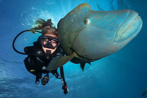 Great Barrier Reef Snorkeling And Diving Cruise From Cairns - Lismore Accommodation 0