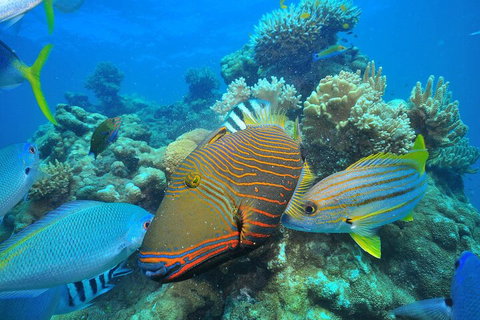 Fly To Green Island - Cruise Return - Lismore Accommodation 1