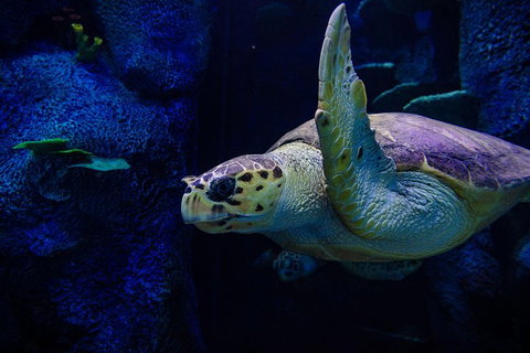 Sydney Attractions Pass: SEA LIFE Aquarium, Sydney Tower Eye, WILD LIFE Zoo And Madame Tussauds - Lismore Accommodation 1