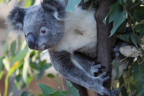 Sydney Attractions Pass: SEA LIFE Aquarium, Sydney Tower Eye, WILD LIFE Zoo And Madame Tussauds - Lismore Accommodation 2