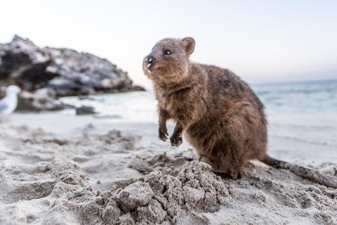 Rottnest Island All-Inclusive Grand Island Tour From Fremantle - Lismore Accommodation 2