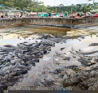 Hartley's Crocodile Adventures Day Trip from Palm Cove - Lismore Accommodation