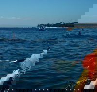 Mornington Peninsula Kayak Coastline Tour of Dolphin Sanctuary - Lismore Accommodation