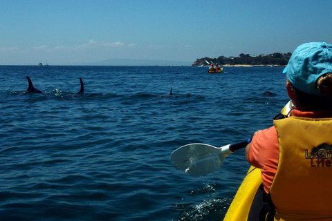 Mornington Peninsula Kayak Coastline Tour Of Dolphin Sanctuary - Lismore Accommodation 0