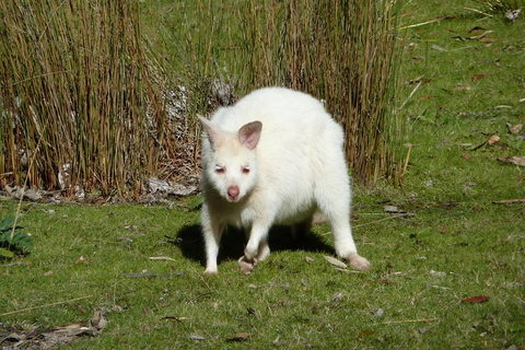 7-Day Super Value Tour Of Tasmania: Explore Tasmania's West And East Coasts - Lismore Accommodation 1