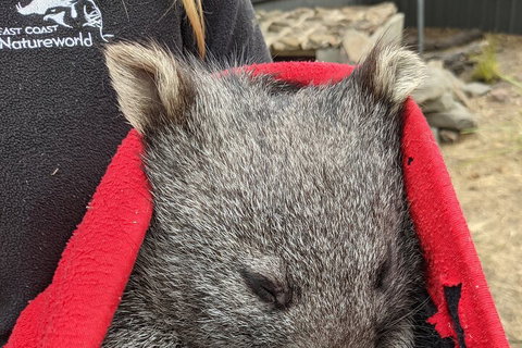 2-Day Tas East Coast Escape Tour Including Bay Of Fires, Wineglass Bay & Devils - Lismore Accommodation 3