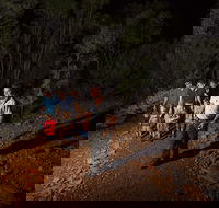 Alice Springs Desert Park Nocturnal Tour - Lismore Accommodation