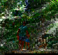 Full Day Daintree Rainforest and Mossman Gorge Tour - Lismore Accommodation