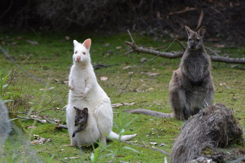 Full-Day Guided Bruny Island Tour From Hobart - Lismore Accommodation 0