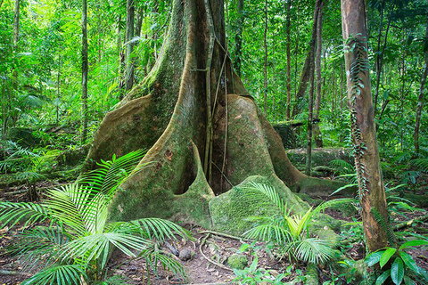 Mossman Gorge Adventure Day - Lismore Accommodation 4