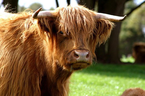 Melbourne Super Saver: Great Ocean Road + Phillip Island + Attraction Pass - Lismore Accommodation 1