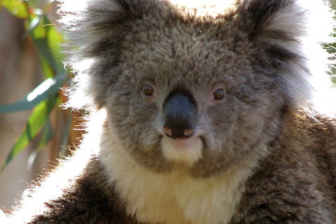 Melbourne Super Saver: Great Ocean Road + Phillip Island + Attraction Pass - Lismore Accommodation 3