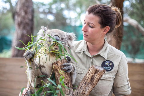 Melbourne Super Saver: Great Ocean Road + Phillip Island + Attraction Pass - Lismore Accommodation 4