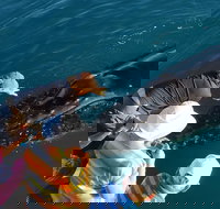 AOC Whale Watching from Broome - Lismore Accommodation