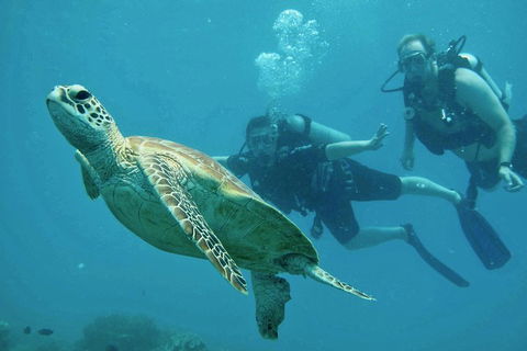 Ocean Freedom Great Barrier Reef Personal Luxury Snorkel & Dive Cruise, Cairns - Lismore Accommodation 4