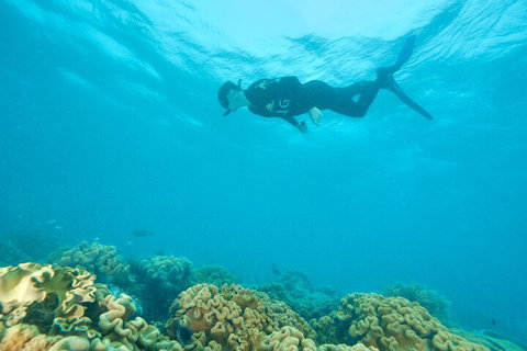 Ocean Freedom Great Barrier Reef Personal Luxury Snorkel & Dive Cruise, Cairns - Lismore Accommodation 5