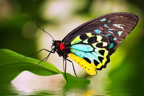 Australian Butterfly Sanctuary - Lismore Accommodation 4