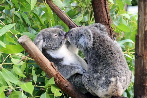 Classic Kuranda By Skyrail And Scenic Railway Including Rainforestation, Koala And Wildlife Park And Pamagirri Aboriginal Experi - Lismore Accommodation 3